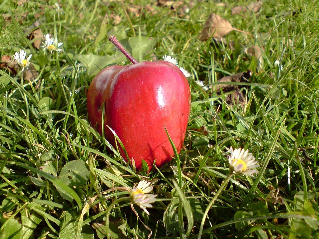 apfel_wiese.jpg - Koalition!