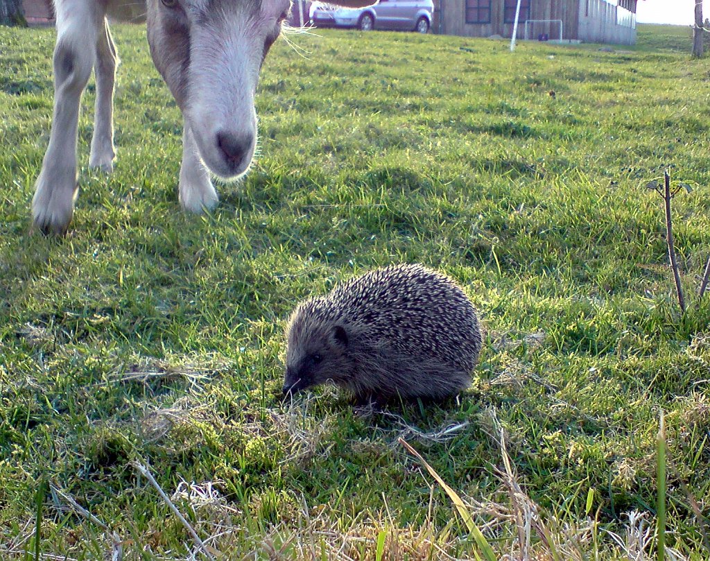 igel.jpg - Ein Igel! Neugierig beobachtet von mindestens 10 Menschen und einer Ziege.