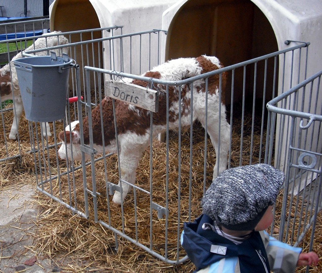 kaelbchen_doris.jpg - Gleich nach der Ankunft in Bärnzell haben wir ein Kälbchen namens Doris gefunden.