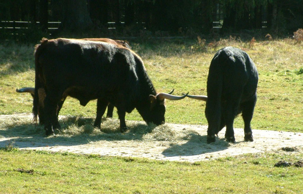 park_auerochsen.jpg - Drei Auerochsen. Die frischen Kälbchen haben wir leider nicht gesehen.