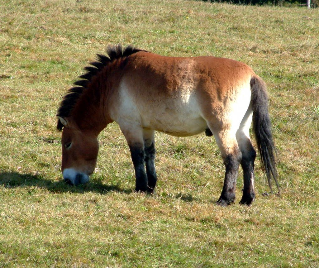 park_przewalski-hengst.jpg - Im Nationalpark gibt es echte Przewalski-Pferde!