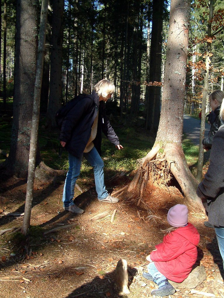 park_stelzwurzler.jpg - Das hier ist ein so genannter Stelzwurzler, erklärt uns unsere Führerin.
