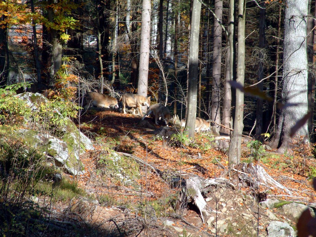 park_such_den_wolf.jpg - Such den Wolf! Vier sind es auf diesem Bild.