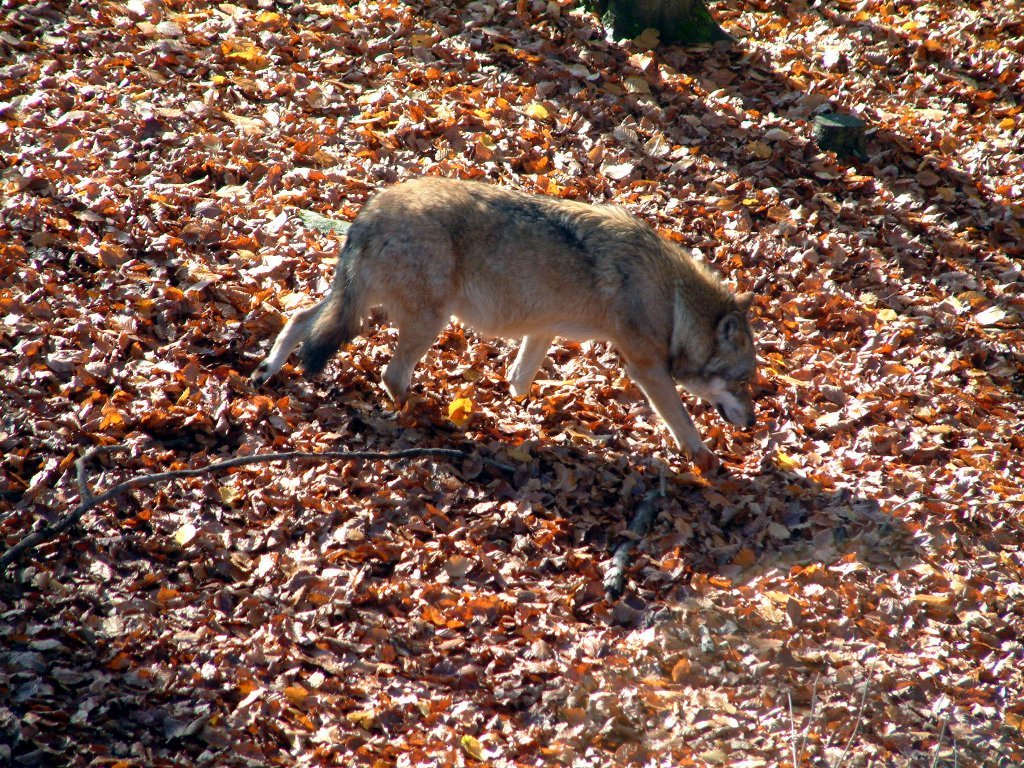 park_wolf.jpg - "...ich geh lieber weiter..."