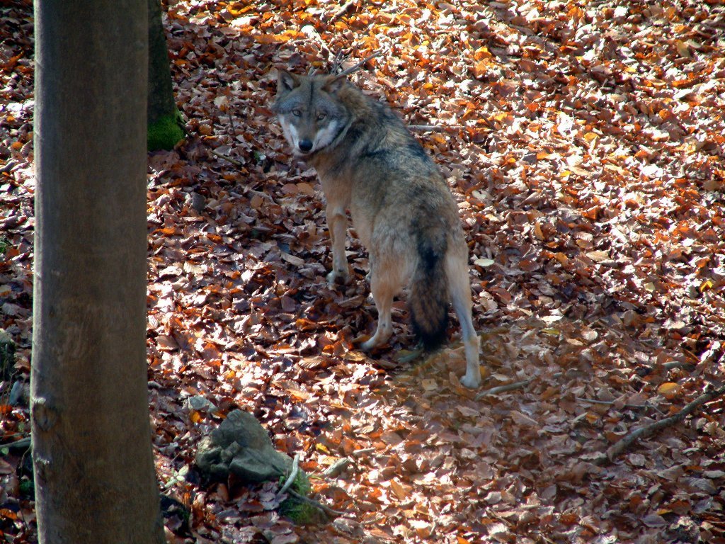 park_wolf2.jpg - "Was sind das nur wieder für blöde Menschen..."