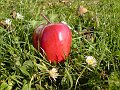 apfel_wiese