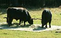 park_auerochsen