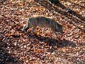 park_wolf