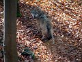 park_wolf2