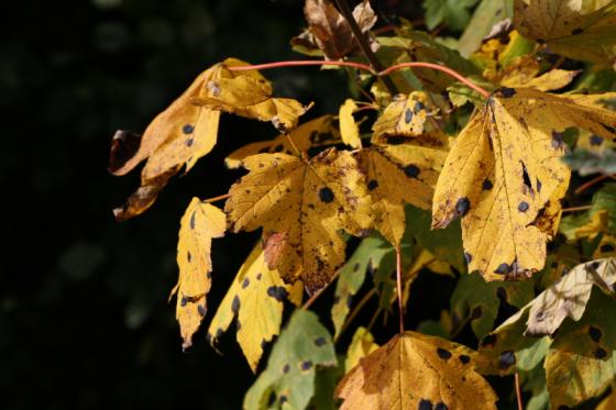 20131013_fleckiger_ahorn.jpg