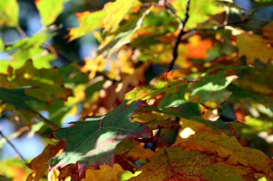 20131013_roteichenblaetter.jpg