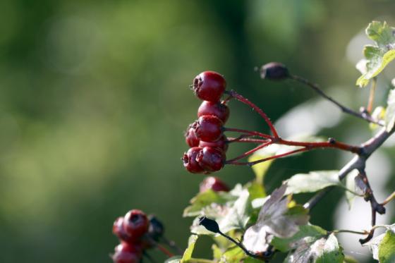 20131013_weissdornfruechte.jpg