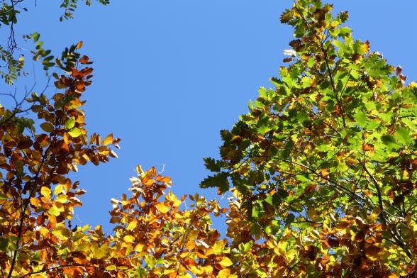 20131027_buche_eiche_farben.jpg