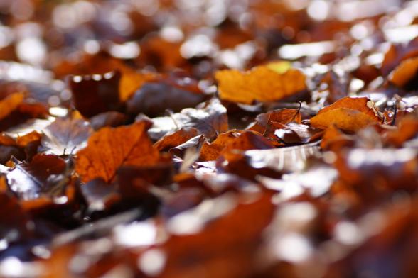 20131027_buchenlaub.jpg