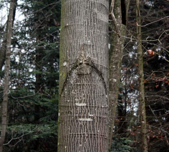 20131124_chinesenbart.jpg