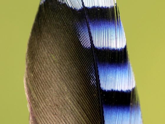 20140615_detail_eichelhaeherfeder.jpg