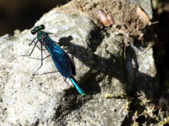 20140619_blaufluegel_prachtlibelle.jpg