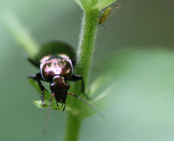 20140619_kupferfarbener_buntgrablaeufer.jpg