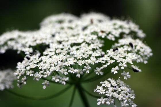 20140619_schafgarbe.jpg