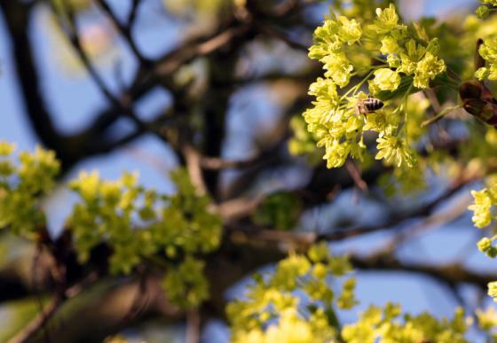 20150419_biene_in_linde.jpg