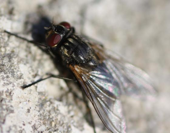 20150419_fliege.jpg