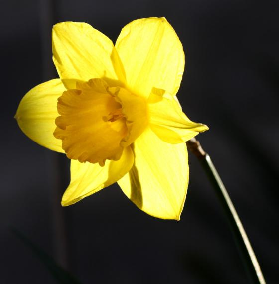 20150419_osterglocke.jpg