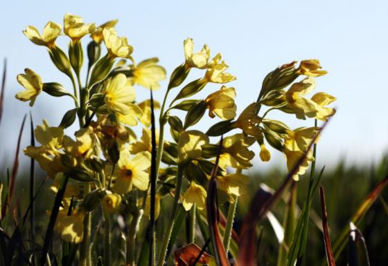 20150419_schluesselblumen.jpg