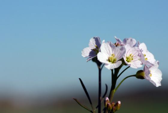 20150419_wiesenschaumkraut.jpg