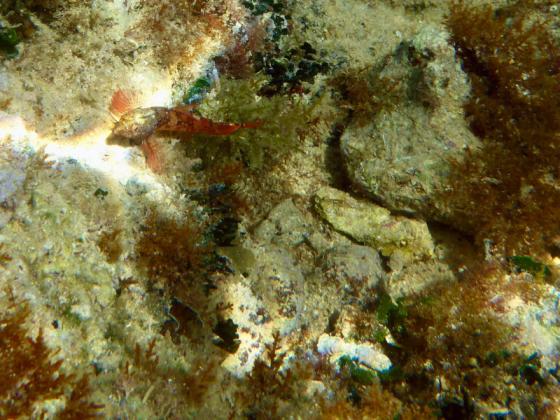20170609_fischi.jpg
