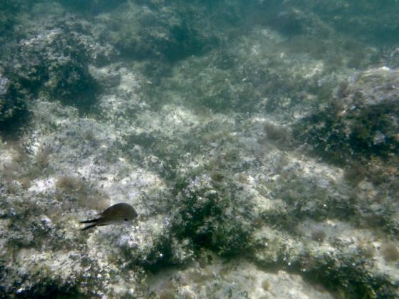 20170615_fischi.jpg