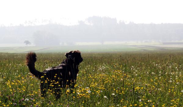 20180512_schwarzes_schaf.jpg