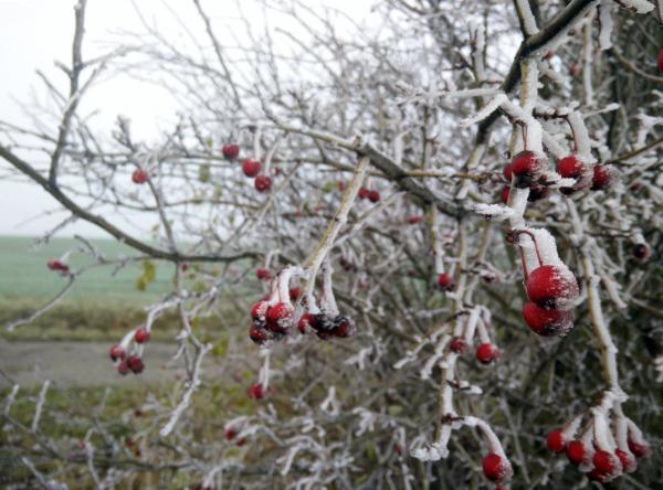 20201128_frozen_nebel.jpg