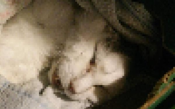 20210210_gismo_gestorben.jpg