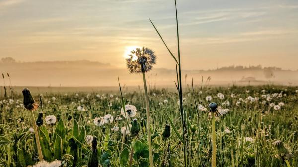 20220510_nasse_pusteblume.jpg