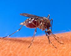 757px-aedes_aegypti_biting_human.jpg