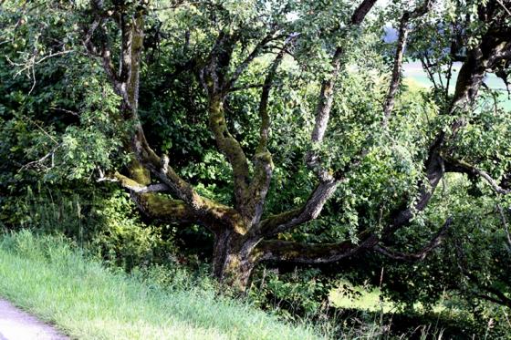 alter_birnenbaum.jpg