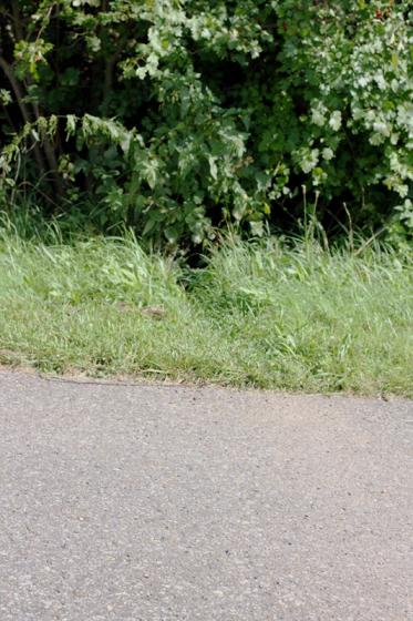 biberweg.jpg