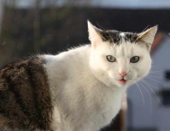 bild_von_einer_katze.jpg