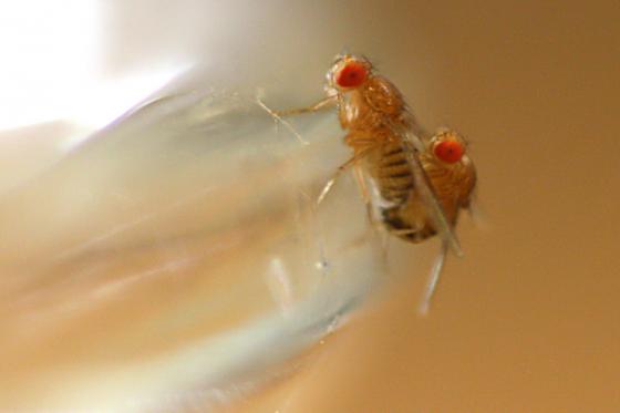 drosophilia_20140824.jpg