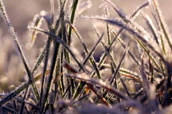 eisgras_20140106.jpg