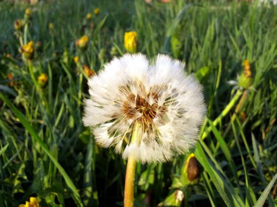 feuchte_pusteblume.jpg