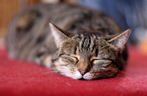 flachkatze.jpg