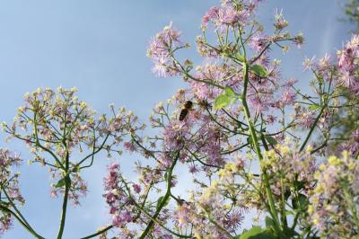 garten_biene.jpg