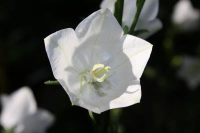 garten_glockenblume.jpg