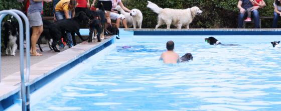 gruendelhardt_hundebaden_1.jpg