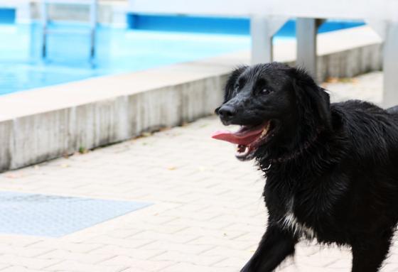 gruendelhardt_hundebaden_2.jpg