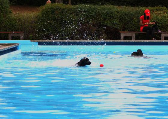 gruendelhardt_hundebaden_3.jpg