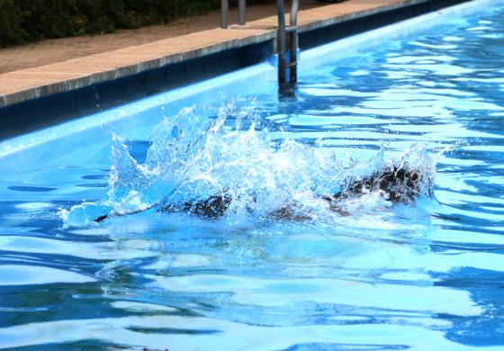 gruendelhardt_hundebaden_4.jpg