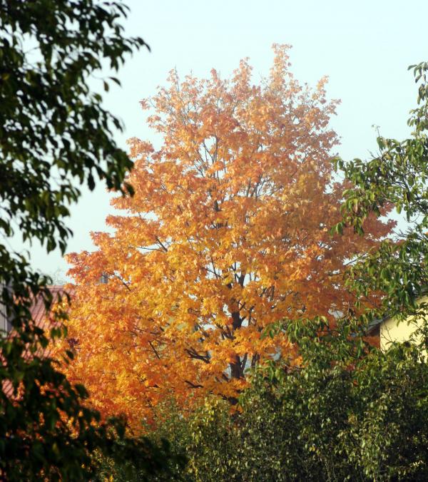 herbstbunt_20161016.jpg