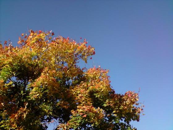herbstfarben.jpg